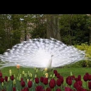 Meet your Posher, Sarbjit